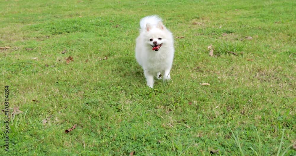 White pomeranian dog walking on green lawn White pomeranian dog walking on green lawn
