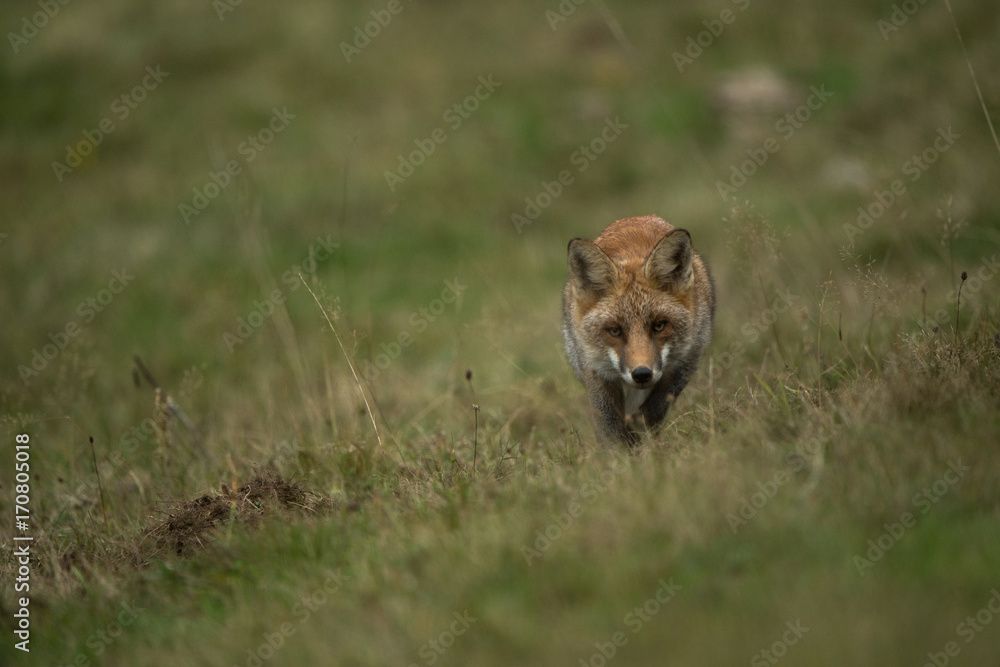 renard