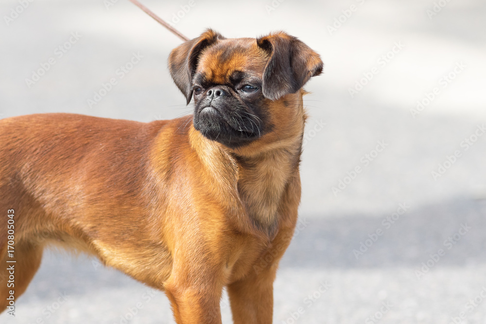 Obraz premium English Bulldog Close-up