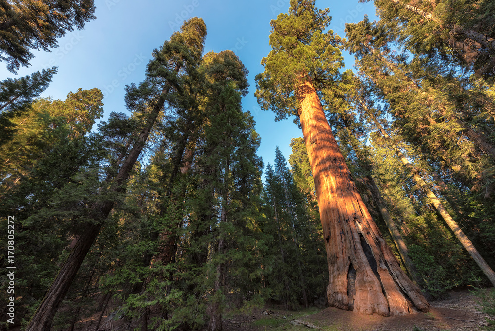 Fototapeta premium Sequoia National Park at autumn. California, United States.