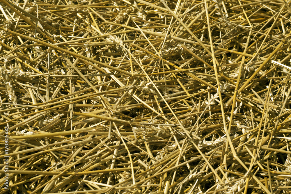 Cut wheat straw pile pattern.