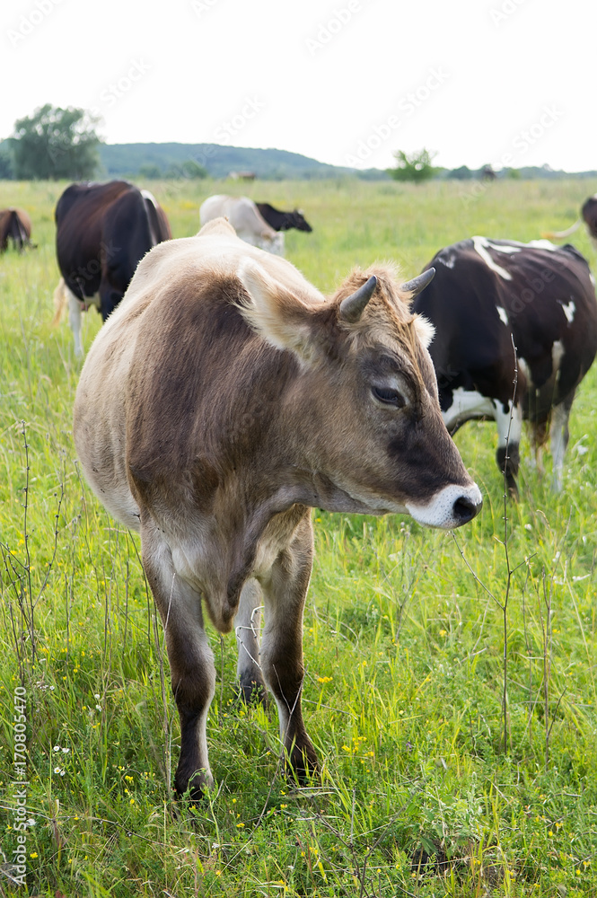 Cow on a summer pasture. Selective focus Cow on a summer pasture. Selective focus