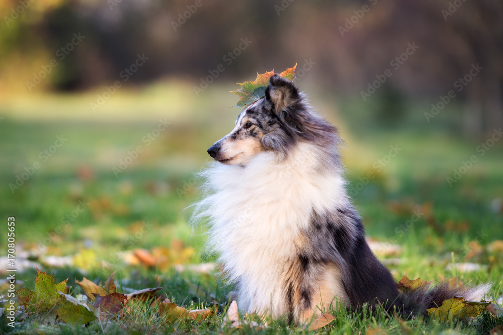 adorable sheltie dog posing in autumn