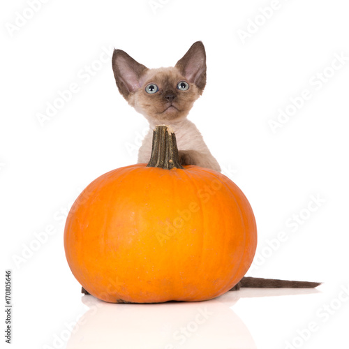 adorable devon rex kitten with a pumpkin