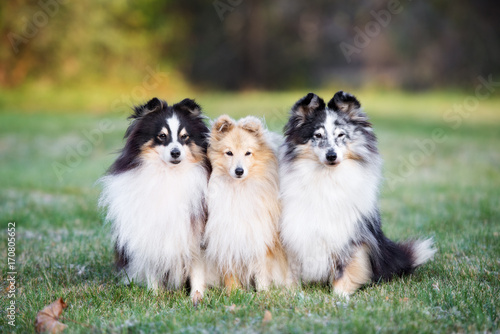 three sheltie dogs sitting together outdoors in autumn