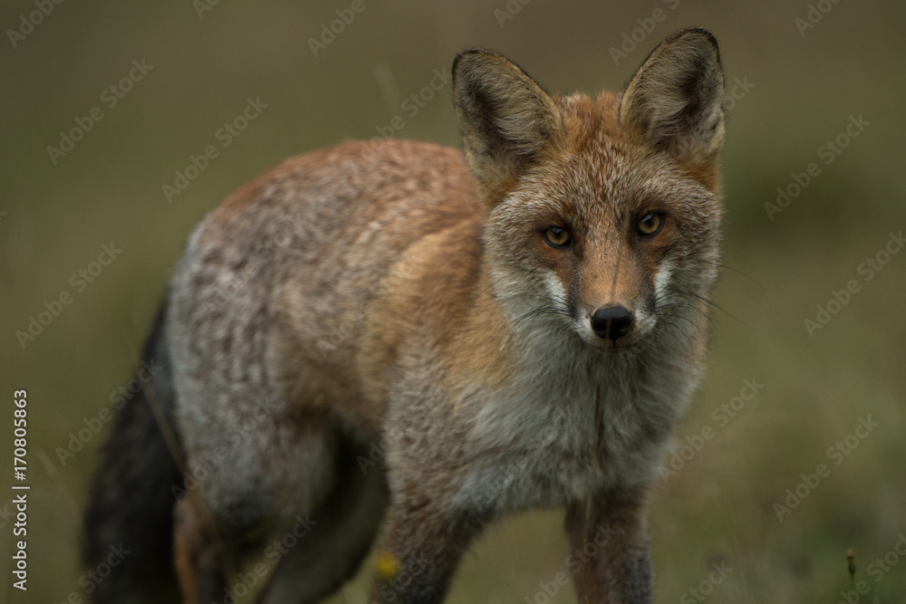 Fototapeta premium lis