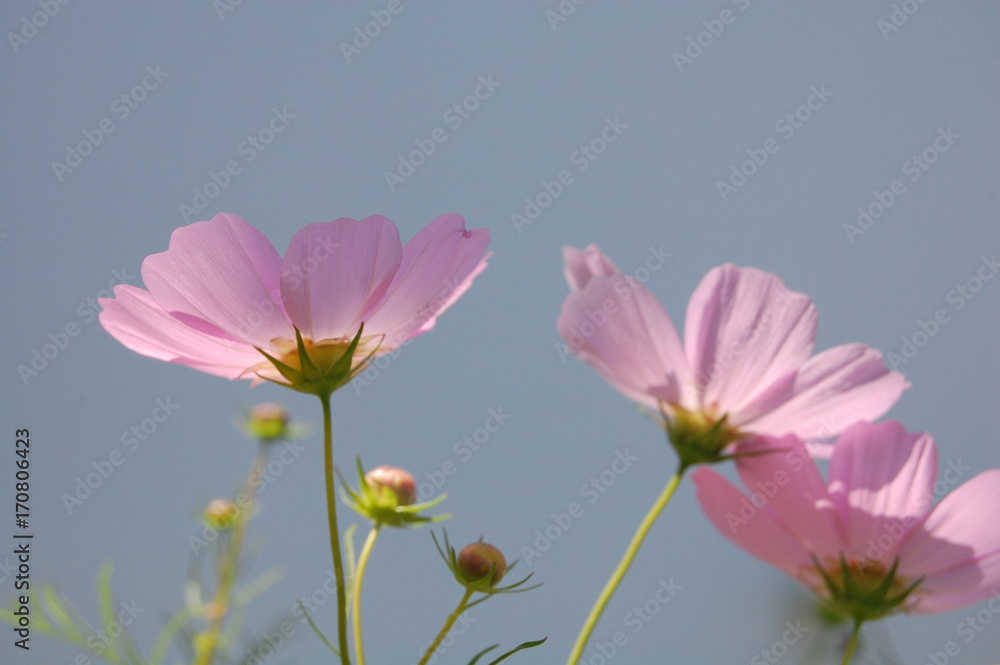 Fototapeta premium コスモス 秋 花