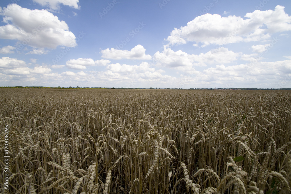 Naklejka premium Feld