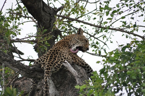 Leopard busy waking-up in a tree