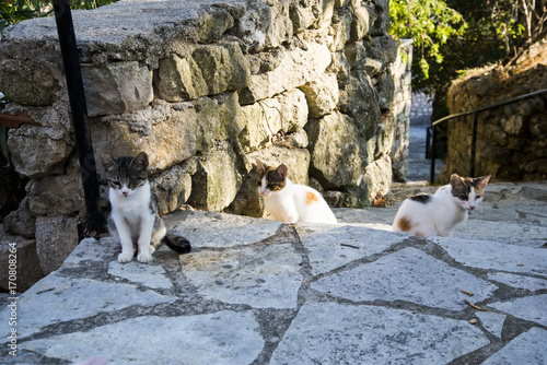 Greek cats from Lefkada island. The feline friends are all over Greece just waiting to snap up a tid-bit under the taverna table or find a shady spot to snooze all day...its a cat's life... © gheturaluca