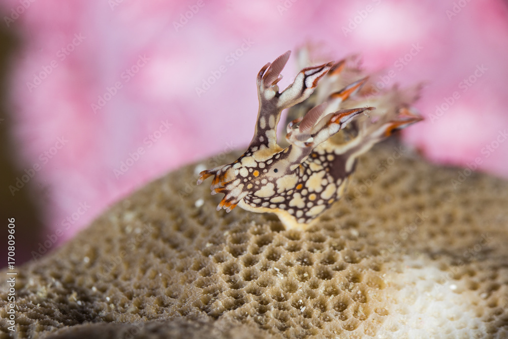 Fototapeta premium Bornella anguilla, Nudibranch, Sea Slug