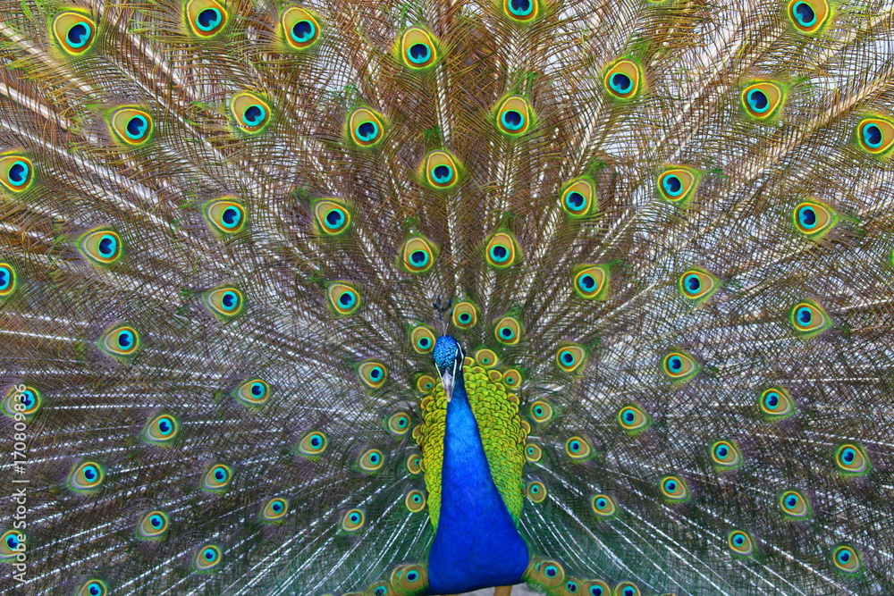 Naklejka premium peacock_Ukraine_2017