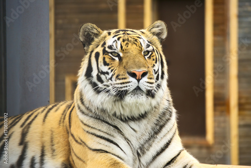 Fototapeta Naklejka Na Ścianę i Meble -  Портрет тигра.