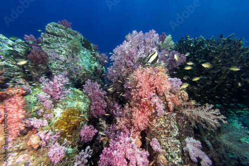 Colorful soft coral under the sea