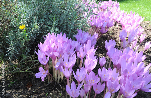 Herbstzeitlosen im Blumenbeet mit Lavendel photo