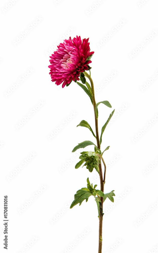 red aster red aster
