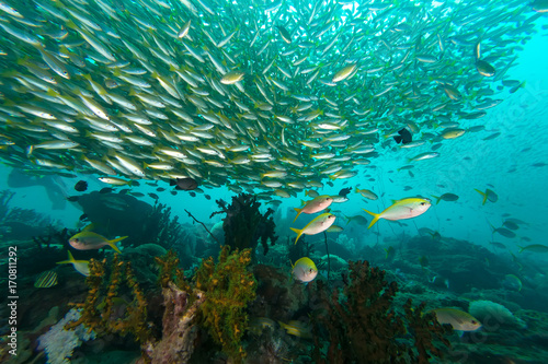 School of Yellow-stripe scad