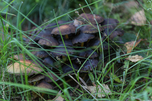 Pilze im Teutoburger Wald