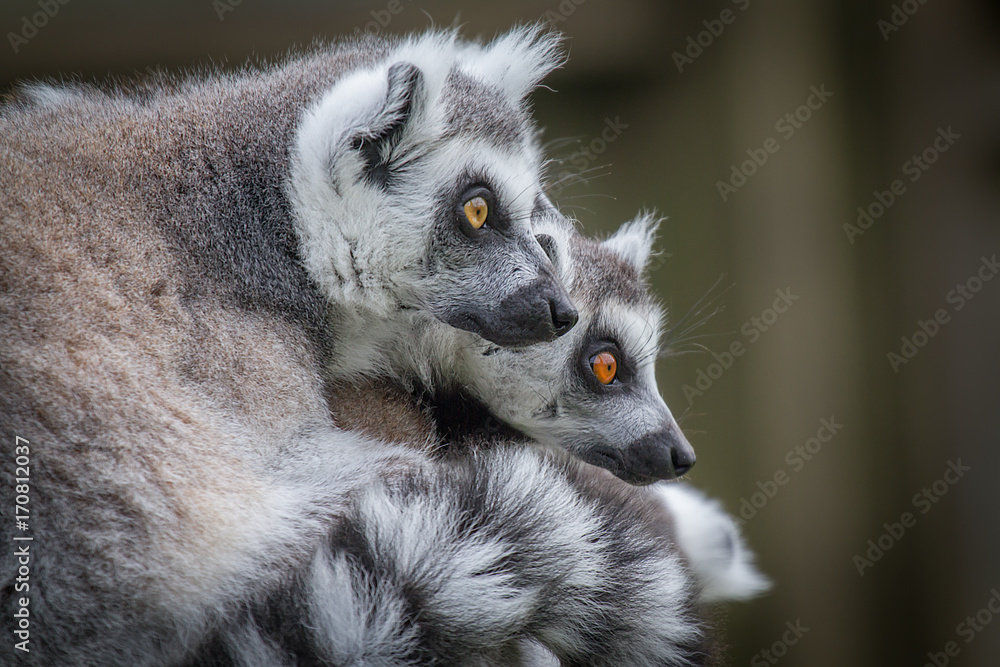 Obraz premium Close up of two ring tailed lemurs looking towards the right in side profile and staring inquisitively