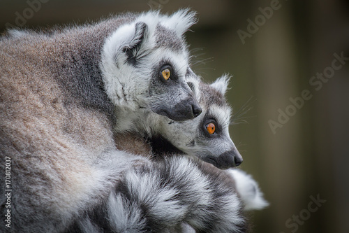 Close up of two ring tailed lemurs looking towards the right in side profile and staring inquisitively