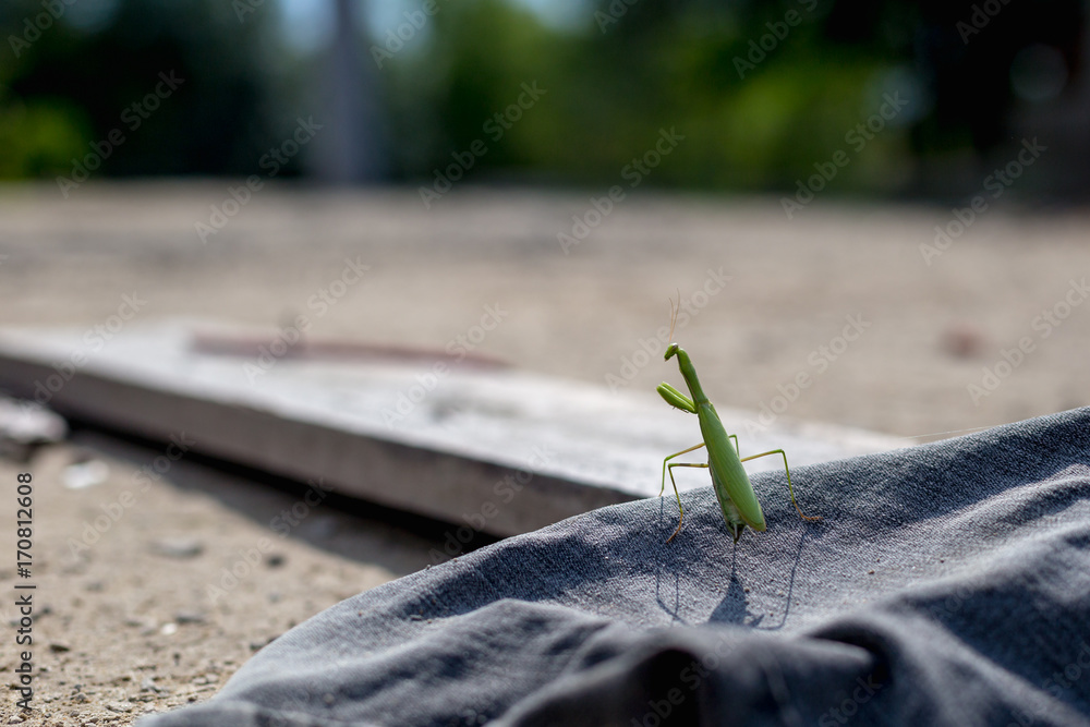 European Mantis or Praying Mantis, Mantis religiosa European Mantis or Praying Mantis, Mantis religiosa