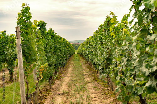 Vineyard in Germany