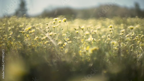 flowers in a meadow blowing in the wind in slow motion