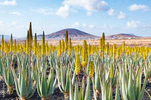 Aloe vera farm plantation