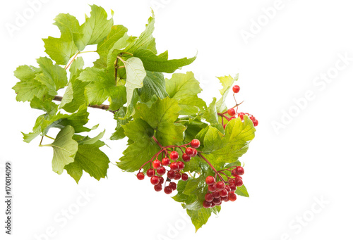 a branch of a viburnum