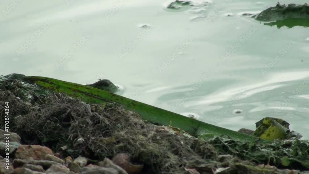 Frog sitting in the water on the shore of a pond. HD 1920x1080 Video Clip Frog sitting in the water on the shore of a pond. HD 1920x1080 Video Clip