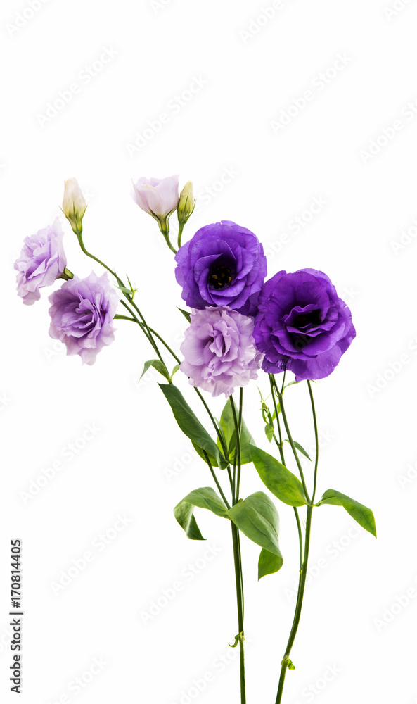 eustoma flower eustoma flower