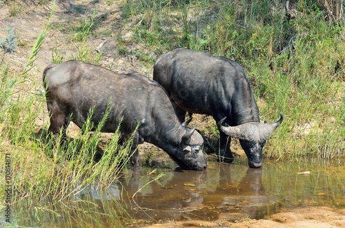 Buffaloes in the Kruger National Park  South Africa