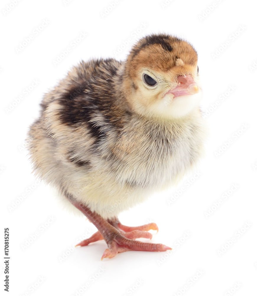 Fototapeta premium Chicken turkey isolated