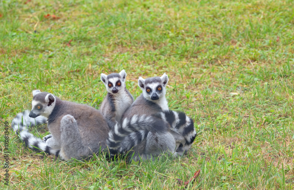 ring-tailed lemur (lemur catta)