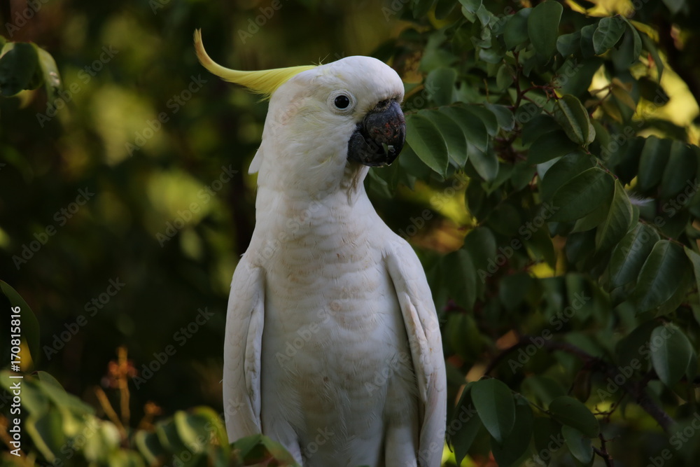 Cockatoo Cockatoo