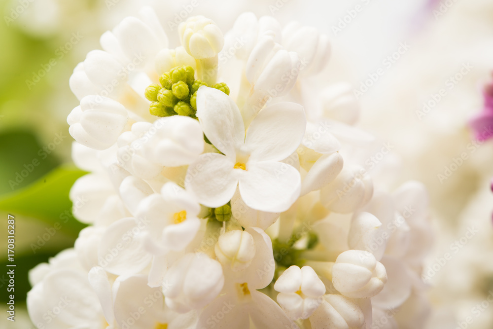 background of lilac close-up background of lilac close-up