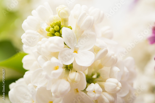 background of lilac close-up © ksena32