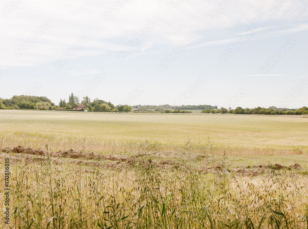 A farm field of wheat grass crop outside growing with blue and cloud streaked sky above A farm field of wheat grass crop outside growing with blue and cloud streaked sky above