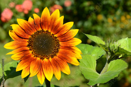 Fototapeta Naklejka Na Ścianę i Meble -  Blumen 848