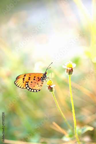 a butterfly perched on the beautiful flower