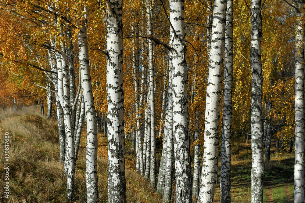 Golden autumn. Sunny day. Birch Grove. Golden autumn. Sunny day. Birch Grove.