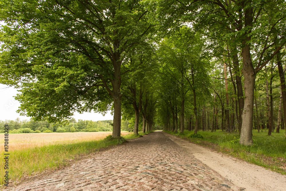 Obraz premium Allee und Straße mit Kopfsteinpflaster