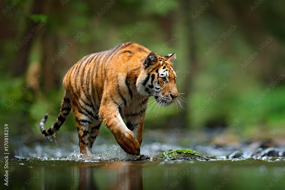 Tiger wildlife scene, wild cat, nature habitat. Amur tiger walking in river  water. Danger animal, tajga, Russia. Animal in green forest stream. Grey  stone, river droplet. Siberian tiger splash water. Stock Photo |