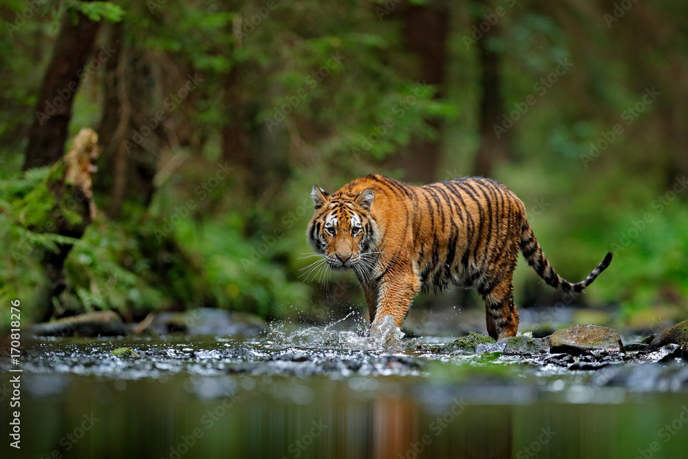 Naklejka premium Amur tygrys spacerujący w wodzie rzeki. Niebezpieczeństwo zwierząt, tajga, Rosja. Zwierzę w zielonym strumieniu lasu. Szary kamień, kropla rzeki. Syberyjska tygrys plusk wody. Tygrysia przyroda, dziki kot, siedlisko przyrodnicze.
