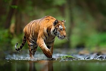 Fotobehang Tijger Amoertijger door rivier in taiga  © ondrejprosicky