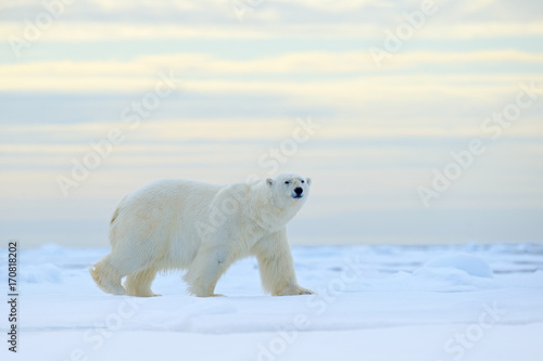 Polar bear on drift ice edge with snow a water in Arctic Svalbard. White animal in the nature habitat  Norway. Wildlife scene from Norway nature. Polar bear walking on ice  beautiful evening sky.