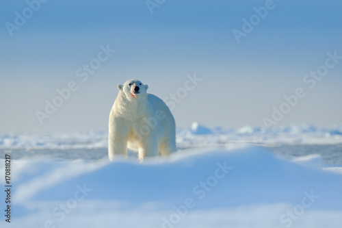 Polar bear on drift ice edge with snow a water in Arctic Russia. White animal in the nature habitat, Russia. Wildlife scene from nature. Polar bear walking on ice, beautiful evening sky. Danger animal
