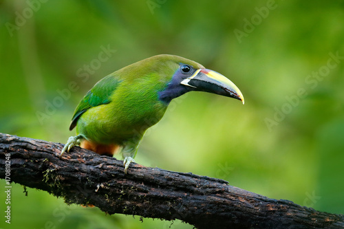 Wildlife scene from nature. Exotic bird, tropic forest. Small toucan. Blue-throated Toucanet, Aulacorhynchus prasinus, green toucan bird in the nature habitat, exotic animal in tropical forest, Mexico photo