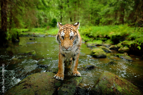 Amur tiger walking in stone river water. Danger animal, tajga, Russia. Siberian tiger, wide lens angle view of wild animal. Big cat in nature habitat. Green forest with tiger. Detail face portrait.