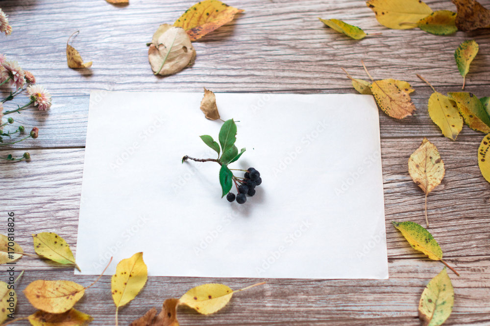 Berries of chokeberry on a wooden background. Berries of chokeberry on a wooden background.